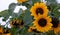 Yellow sunflowers, helianthus in a meadow. Close up view, blur background.