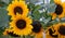 Yellow sunflowers, helianthus in a meadow. Close up view, blur nature background.