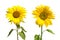 Yellow sunflowers isolated on white closeup