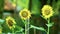 Yellow Sunflowers Outdoor Asian Plantation Footage