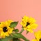 Yellow sunflowers on pink background