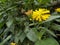 yellow sunflowers and sunflower buds that are starting to bloom