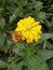 yellow sunflowers and sunflower buds that are starting to bloom