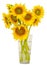 Yellow sunflowers in a transparent vase, close up, isolated, cutout