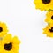 Yellow sunflowers white background