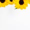 Yellow sunflowers white background