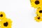 Yellow sunflowers white background