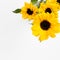 Yellow sunflowers white background