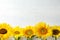 Yellow sunflowers on wooden background,