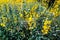 Yellow Sunhemp Crotalaria juncea flower in the field of garden