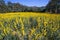 Yellow Sunhemp Crotalaria juncea flower in the field of garden