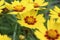 Yellow sunkiss flower - Coreopsis grandiflora