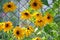 Yellow sunlit chamomile flowers blooming on chain link fence wall on summer flowerbed in green sunny garden