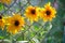 Yellow sunlit chamomile flowers blooming on chain link fence wall on summer flowerbed in green sunny garden