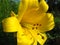 Yellow sunny lily. Gold elegant gramophone