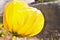 Yellow sunny tulip pretty