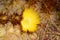 Yellow sunshine cacti flower