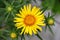 Yellow Sunwheel flower (Buphthalmum Salicifolium)
