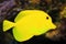 Yellow surgeon fish