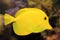 Yellow surgeon fish