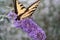 Yellow Swallow tail on a butterfly bush