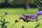 Yellow Swallow tail butterfly nectaring a lavendar flower