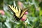 Yellow Swallowtail Butterfly