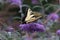 Yellow swallowtail butterfly in the butterfly bush 1