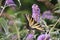 Yellow swallowtail butterfly in the butterfly bush 2