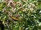 Yellow Swallowtail Butterfly Feeding I