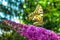 Yellow swallowtail butterfly on flowering summer lilac or butterfly-bush.