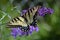 Yellow swallowtail butterfly on a purple butterfly bush