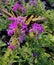 Yellow swallowtail butterfly on purple verbena