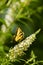 Yellow swallowtail butterfly on a white butterfly bush