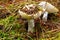 Yellow Swamp Brittlegill - Russula claroflava