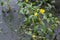 yellow swamp flower in its environment