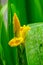Yellow Swamp Iris Green Leaves
