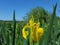 Yellow swamp lily