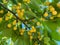 Yellow and sweet cherries on a branch just before harvest in early summer.