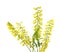 Yellow Sweet Clover Sprigs