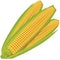 Yellow sweet corn