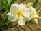 Yellow Sweet Oleander flower.
