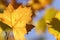 Yellow sycamore leaf on branch on blue sky background