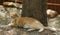 A yellow tabby cat laying beside a large tree.