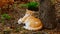 A yellow tabby cat laying by a tree.