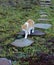 A yellow tabby cat walking up a flagstone path.