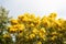 Yellow tabebuia blossom. Blossoming tabebuia aurea. Tree top with yellow flowers. Flowering plant