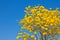 Yellow tabebuia flower