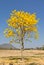 Yellow tabebuia flower