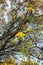 Yellow tabebuia flowers blossom